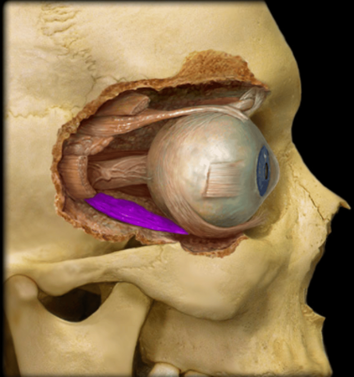 <p>muscle in the orbit that controls eye movement; depresses the eye, and helps move the eye toward the nose and external rotation</p>