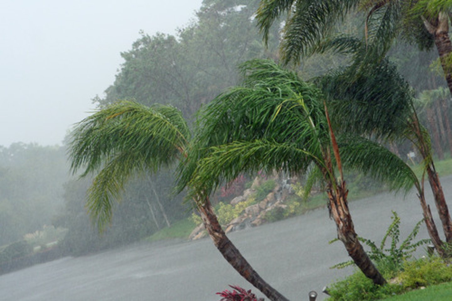 <p>(tropical) storm</p>