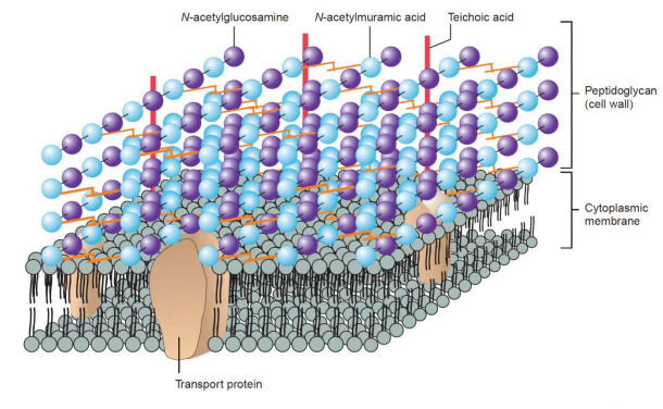 <ul><li><p>Thick peptidoglycan layer retains crystal violet/iodine after acetone → stains purple</p></li><li><p>Cell wall allows chemicals and enzymes to pass through (porous)</p></li></ul><p></p>