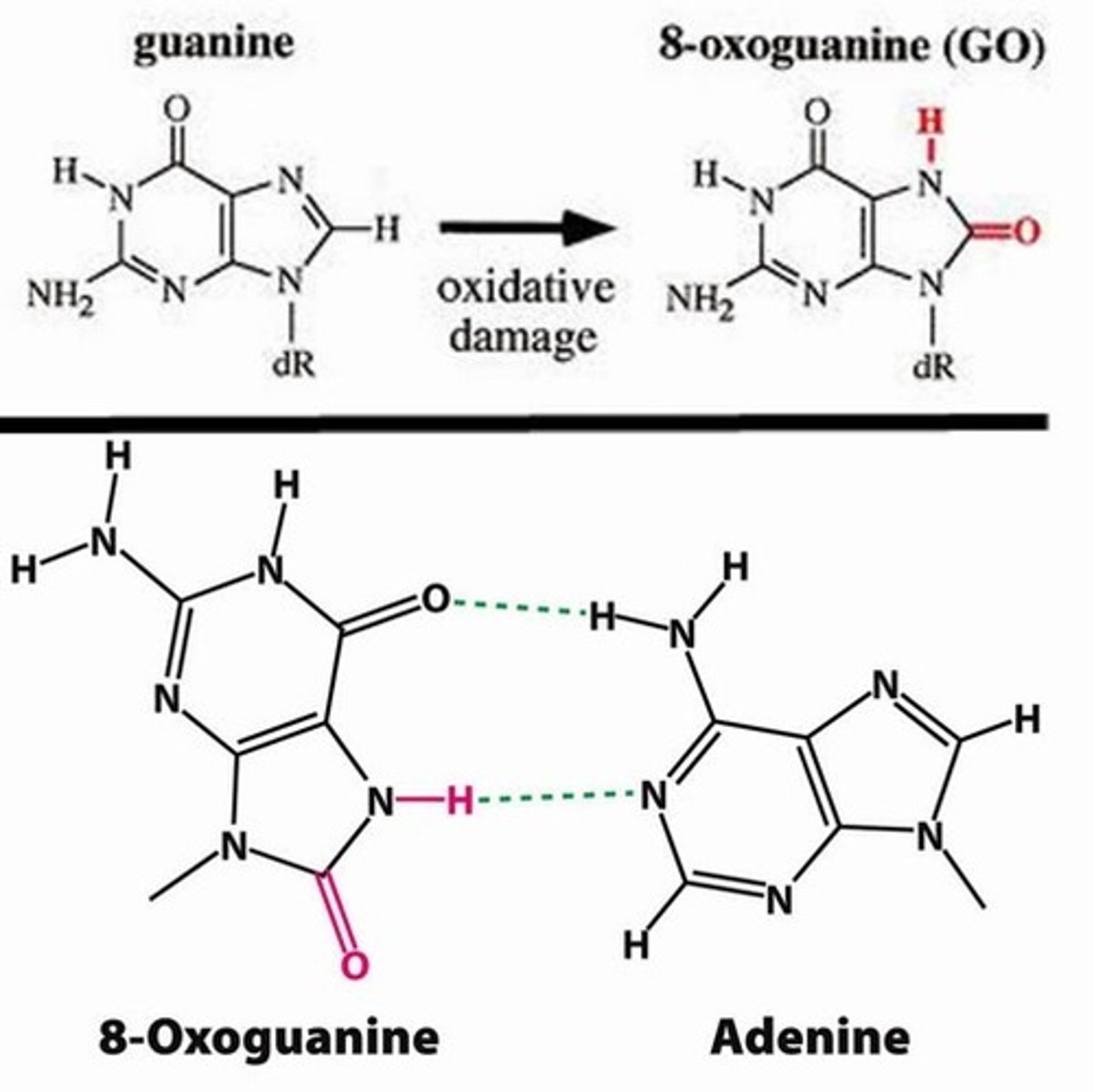 <p>Can cause strand breaks in DNA</p><p>Can cause 20 different alterations that can lead to mutations</p>