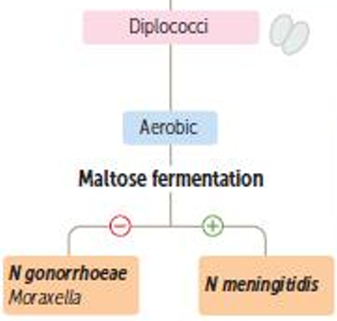 <p>N, meningitidis can ferment maltose<br>N. gonorrheae and Moraxella cannot ferment maltose</p>