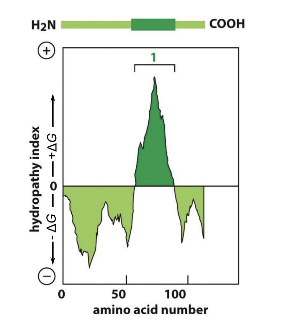<p>How are transmembrane protein structures identified?</p>