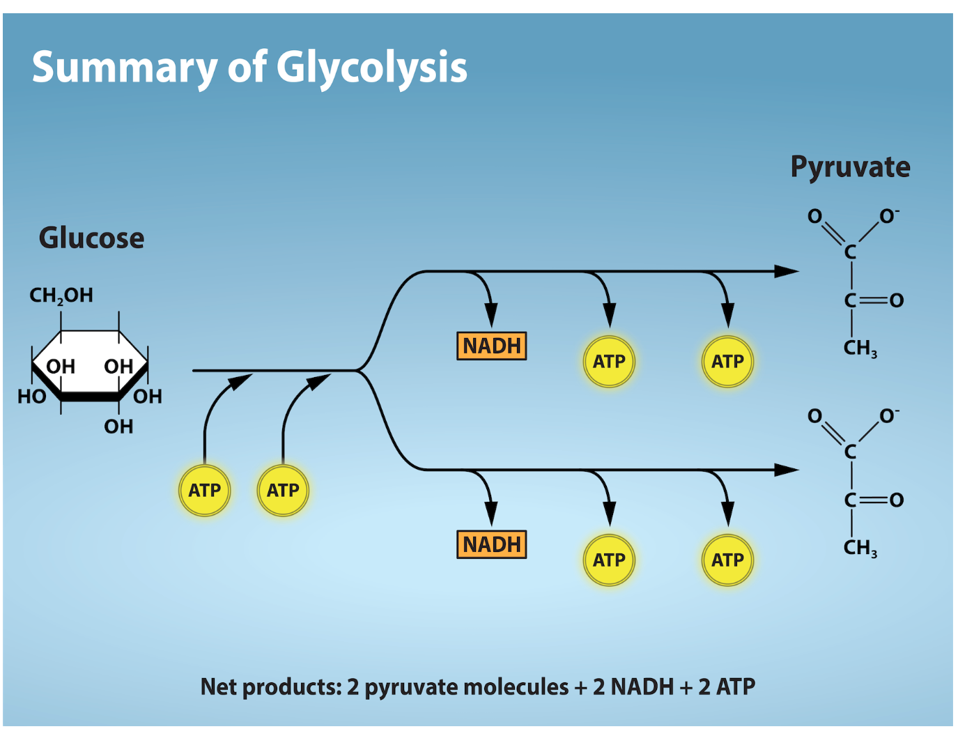 <p>Step 1: (energy required) uses two ATP molecules in the phosphorylation of glucose, which is then split into three-carbon molecules Step 2: (energy releasing) involved phosphorylation without ATP investment and produces two NADH and four ATP molecules per glucose</p>