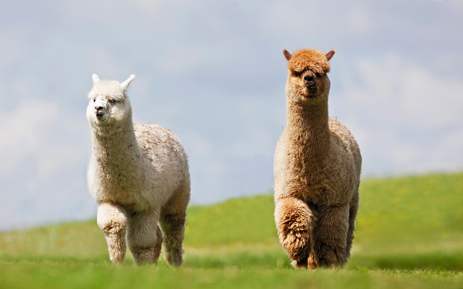 <p>das Lama, -s</p>