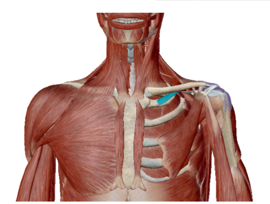 <p>Musculus Subclavius </p>