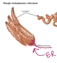 <p>Ribosomes</p>