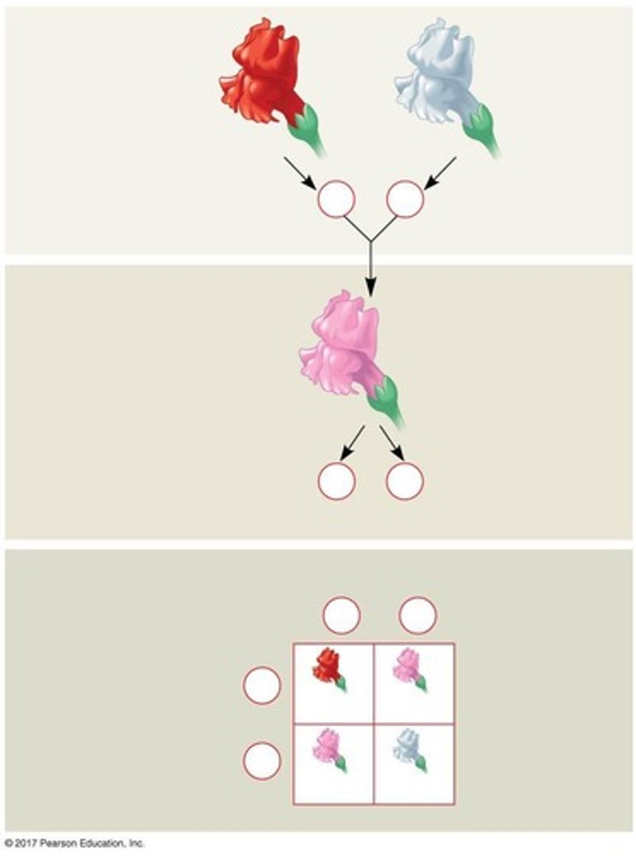 <p>RR = red, RW = pink, WW = white</p>