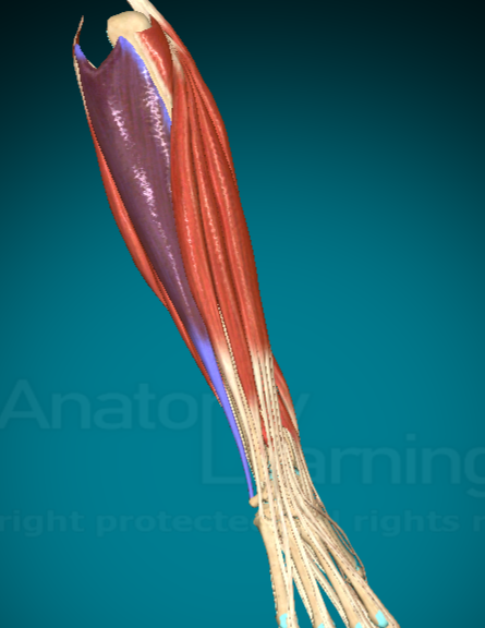 <p>What does the Flexor Carpi Ulnaris do?</p>