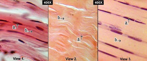 <p>http://nhscience.lonestar.edu/biol/tissue.html</p>