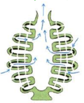 <p>Phylum?</p><p>Body Type?</p>