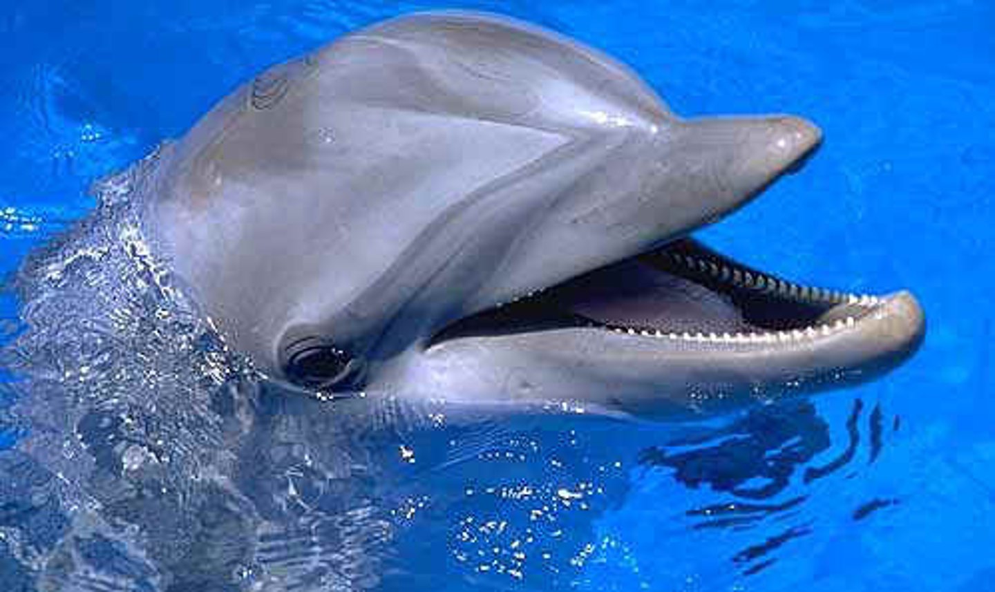 <p>dolphin</p>
