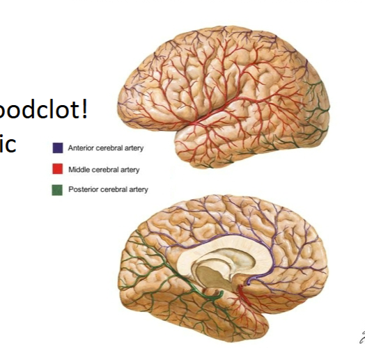 <p><strong>Middle cerebral artery</strong>: cortex (frontal, parietal, temporal)<br><strong>Posterior cerebral artery</strong>: occipital lobe, inferior temporal lobe (amygdala, hippocampus)<br><strong>Anterior cerebral artery</strong>: prefrontal lobe, medial surface till occipital lobe</p>
