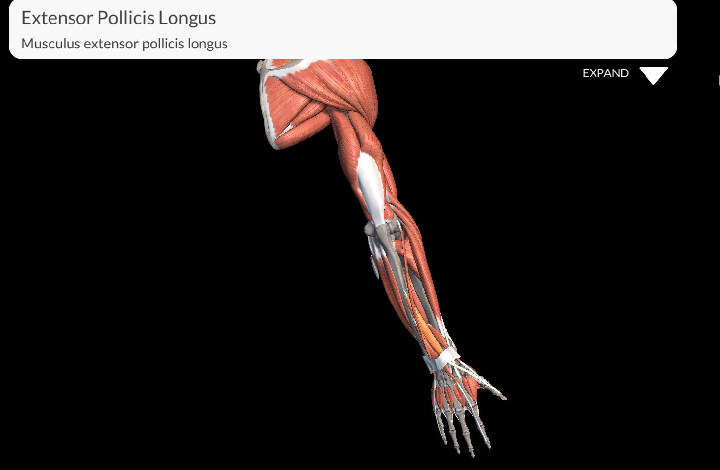<p>Extensor Pollicis Longus Muscle</p>