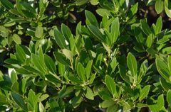 shrub which grows in the flatwoods and bogs
leaves are waxy and tend to be ovate margins are entire but possess a few teeth near the apex
fruits are a small drupe with a button scar left by the stigma 