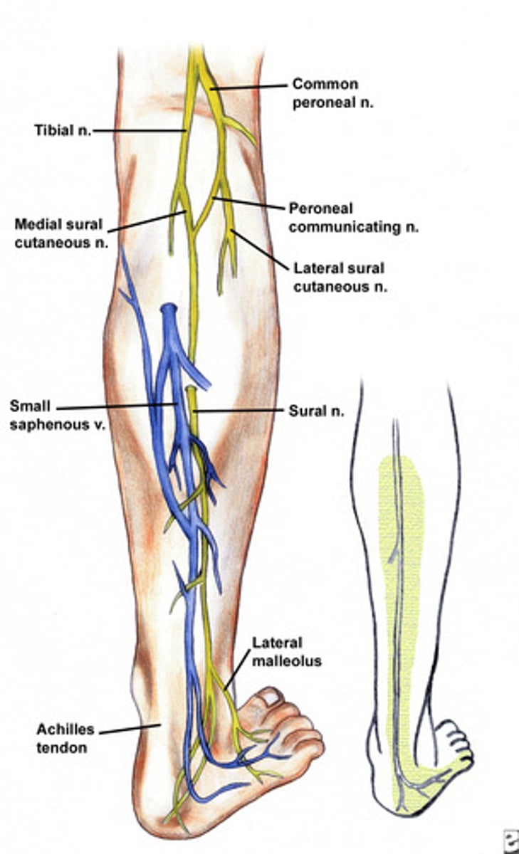 <p>Nerve of the lower leg that supplies impulses to the skin on the outer side and back of the foot and leg.</p>