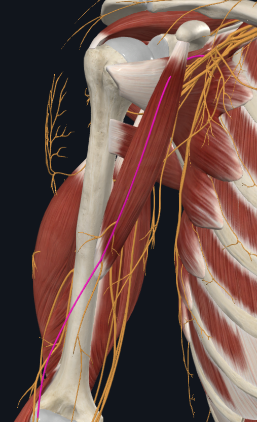 <p>What nerve is this</p>