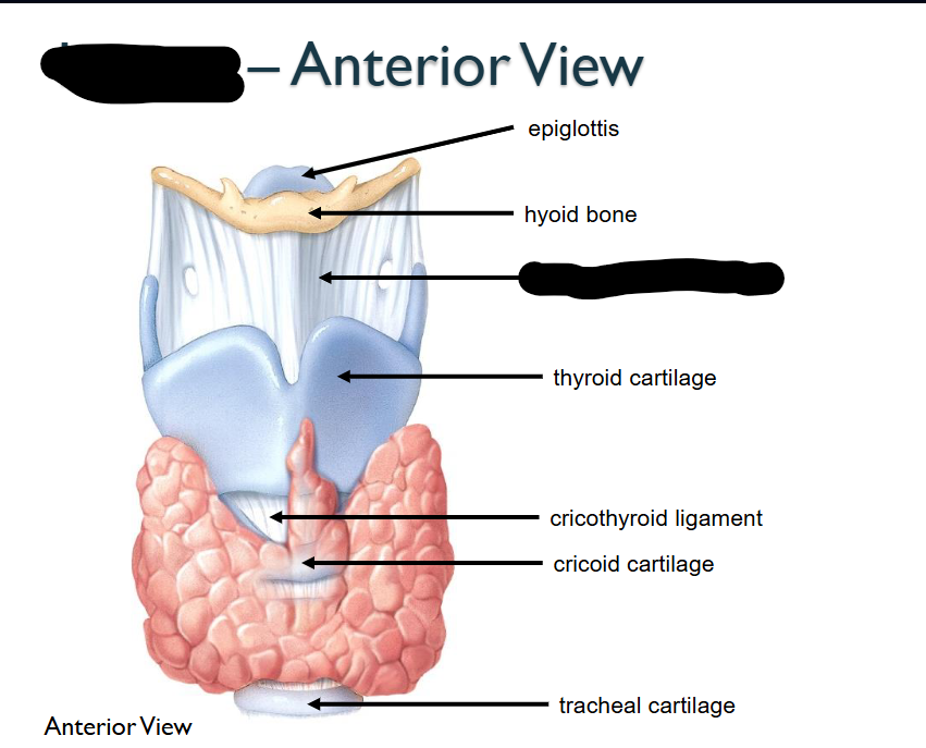 <p>What structure is this within the Larynx?&nbsp;</p>