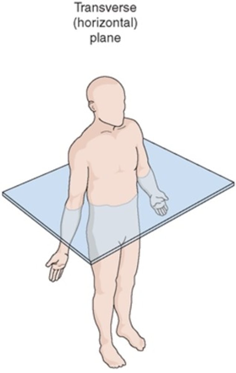 <p>Axial/Transverse</p>