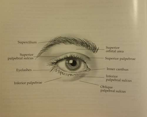 <p>Oblique palpebral sulcus</p><p><mark data-color="yellow" style="background-color: yellow; color: inherit">(Keyword: EYELIDS)</mark></p><p>(It is best to open Klicker and learn the key differences between this and the other choices) </p>