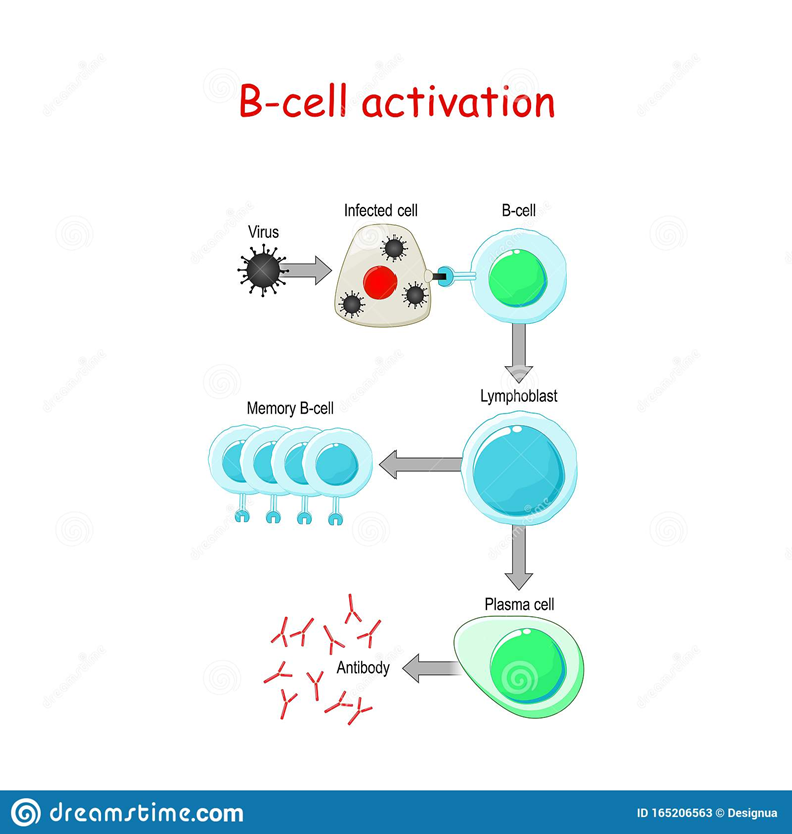 <ul><li><p><span>B-cells in general produce antibodies</span></p></li><li><p><span>Those with antibodies bind with the invader’s antigen</span></p></li><li><p><span>B-cells differentiate into either plasma cells or memory B-cells</span></p></li><li><p><span>Plasma cells rapidly produce antibodies</span></p></li><li><p><span>Memory cells retain the “memory” of the invader and remain ready to divide rapidly if an invasion occurs again</span></p></li></ul><p></p>
