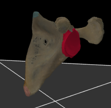 <p>The angles of the scapula.</p>