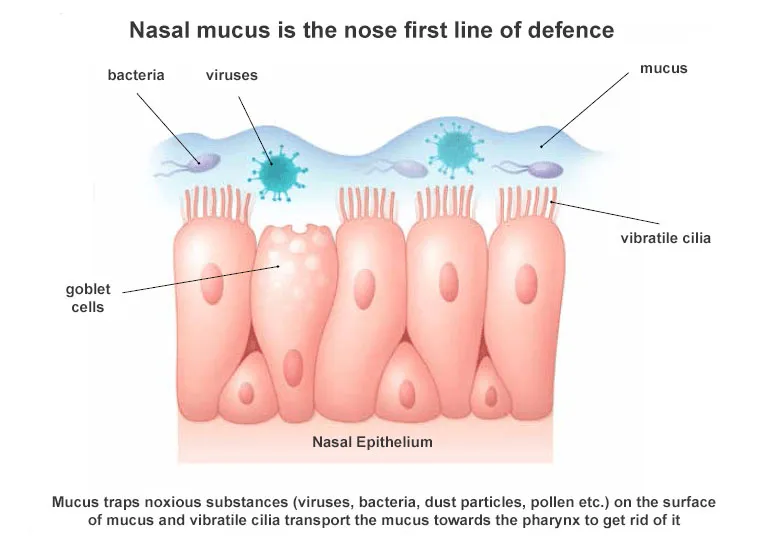 <p>Small hairs that move in waves to carry mucus and foreign particles toward the throat where they can be swallowed or expelled by coughing</p>