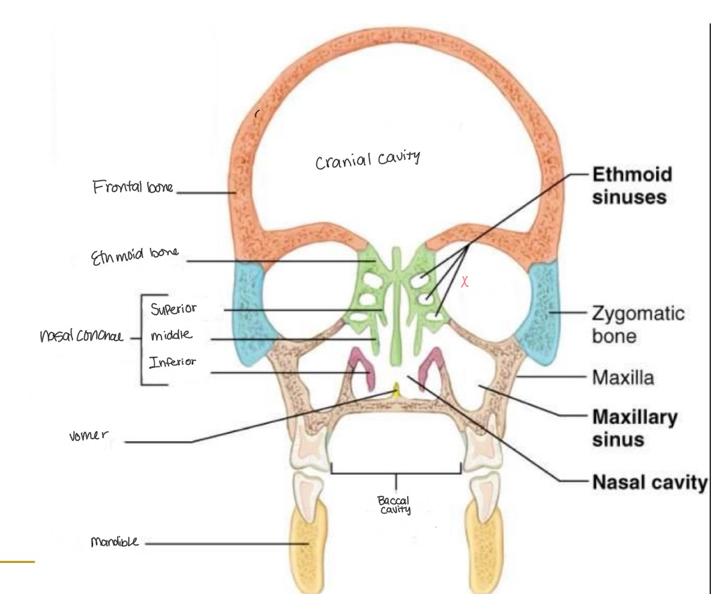 <p><br>label missing word on diagram (where the x is)</p>