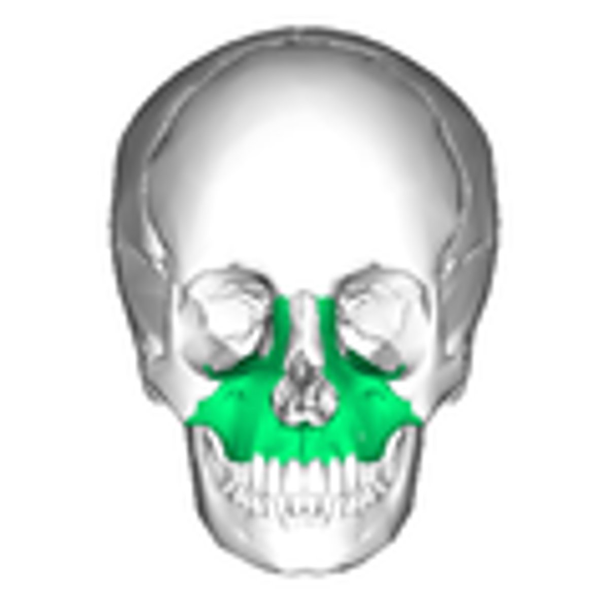 <p>maxilla, upper jawbone</p>