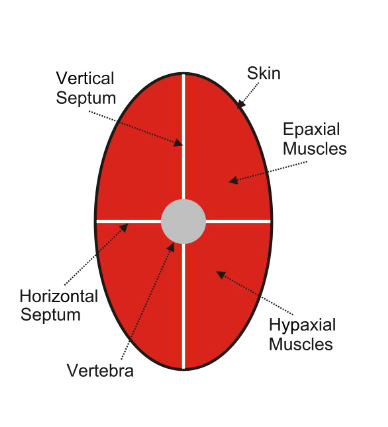 <p><span><span>The MYOMERES (with connective tissue separations between them called MYOSEPTA) associated with on the axial skeleton are the principal locomotory muscles of fish.</span></span></p><ul><li><p><span style="color: rgb(250, 244, 244);"><span>There are distinct dorsal (EPAXIAL) and ventral (HYPAXIAL) portions to each myomere, </span></span></p></li><li><p><span style="color: rgb(250, 244, 244);"><span>separated along the body length by the HORIZONTAL SKELETOGENOUS SEPTUM. </span></span></p></li><li><p><span style="color: rgb(250, 244, 244);"><span>The folds of themyomeres do not extend straight inwards but are angled so that internal parts of the myomeres extend more caudally or cranially than at the surface. This has the effect of cupping the myomeres inside one</span><span><br></span><span>another and if you cut a cross section through the tail, they appear to be a series of concentric rings or arcs. </span></span></p></li><li><p><span style="color: rgb(250, 244, 244);"><span>The dorsal end of each myomere attaches to successive vertebrae and the ventral ends insert on a band of connective tissue. </span></span></p></li><li><p><span style="color: rgb(250, 244, 244);"><span>RED MUSCLE fibers, so named for the high concentration of myoglobin.</span><span><br></span><span>are used in normal active cruising.</span></span></p></li></ul><p></p>