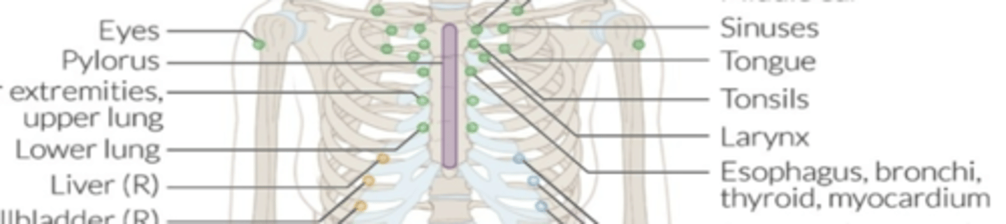 <p>anterior: 2nd ICS, at sternocostal junction</p><p>posterior: T2, midway between spinous and transverse process</p>