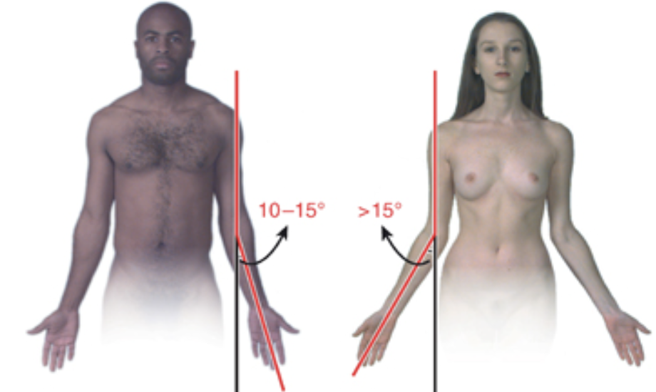 <p>When elbow is extended, the humerus and ulna do not lie with each other but meet at an angle (<strong>carrying angle</strong>) of ~10-15°</p><p>This is the natural resting posture of these structures</p><p>Note that the angle is greater in women</p><p></p><p></p>