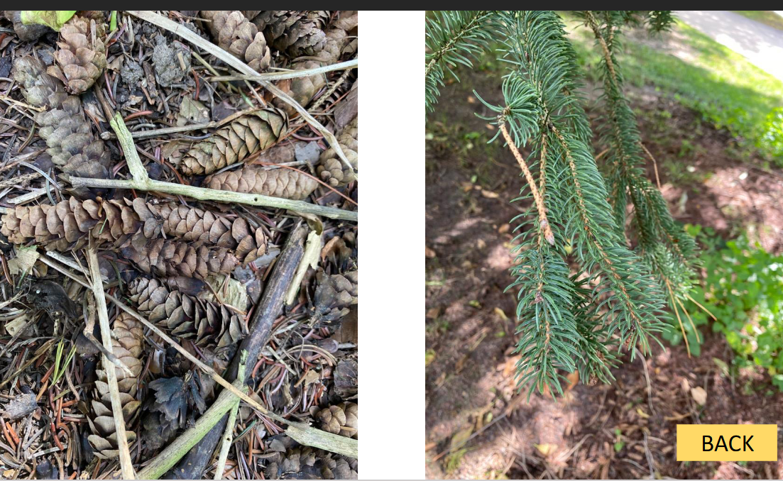 <p>white spruce</p>