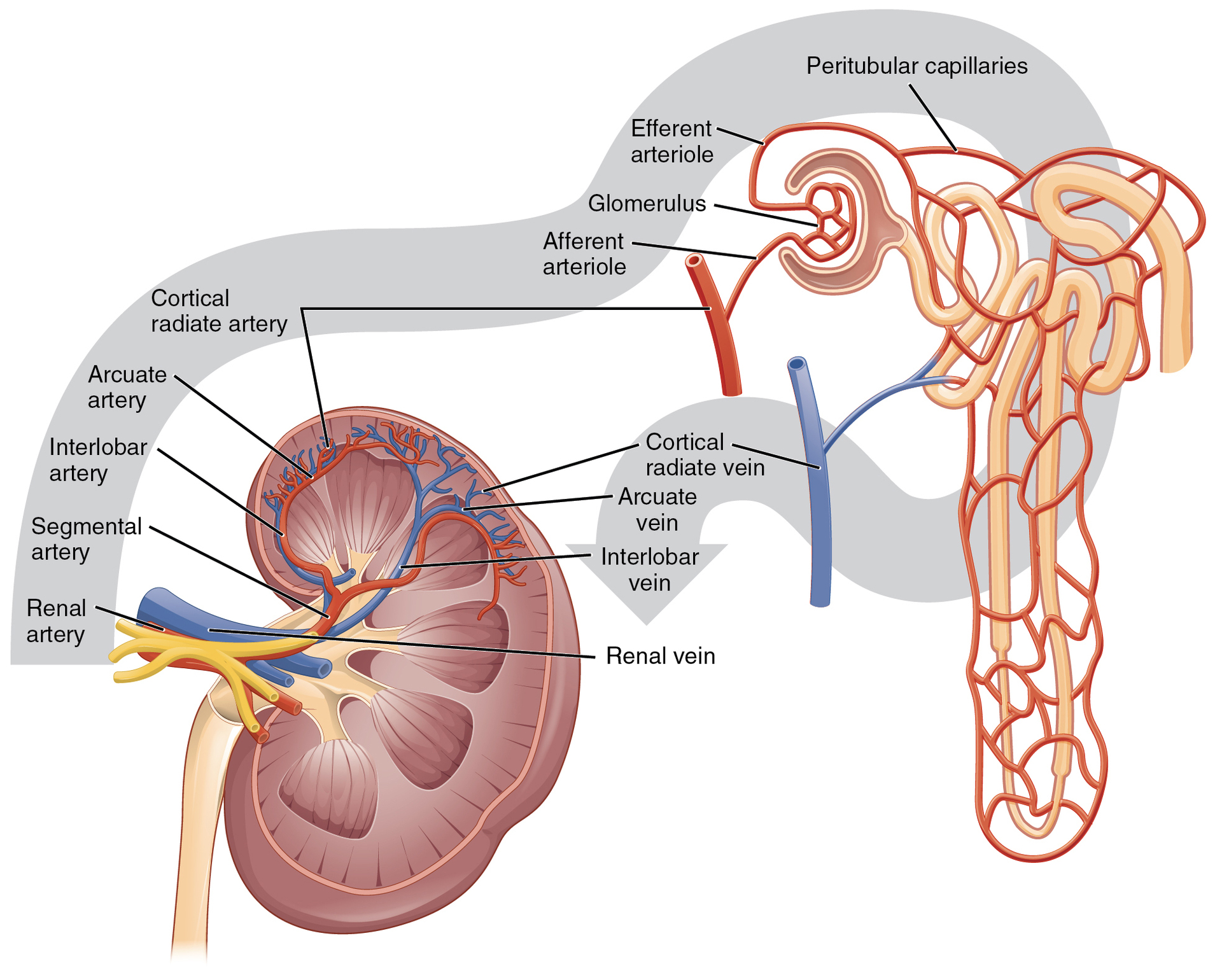 <p>Upon entering the kidney, the renal artery branches to form which vessel?</p><p>Interlobar arteries</p><p>Peritubular capillaries</p><p>Afferent arteriole</p><p>Segmental artery</p>