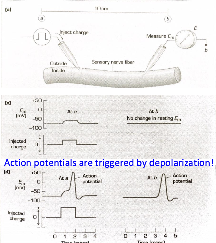 <ul><li><p>Small positive current → <strong>slight depolarization</strong> (Vm becomes less negative)</p><ul><li><p>But decays with distance → no effect at point B</p></li></ul></li><li><p>Large positive current → reaches <strong>threshold</strong> → <strong>action potential</strong> triggered</p></li><li><p>AP seen at both points A &amp; B</p><ul><li><p>Delay in time at point B due to propagation time</p></li></ul></li><li><p><strong>Action potentials are triggered by depolarization!</strong></p></li></ul><p></p>