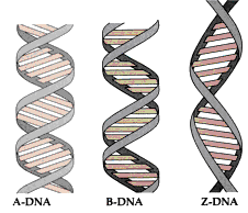 <p>the standard right-handed helical structure</p>