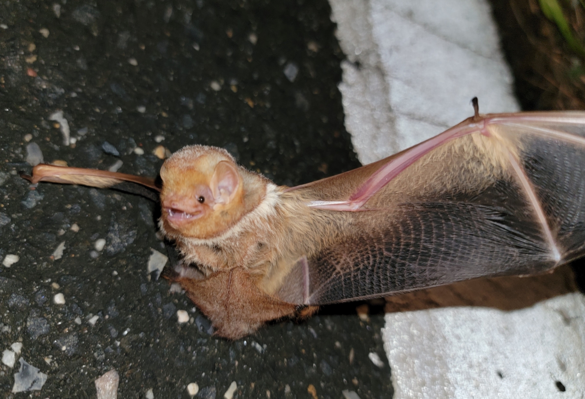 <p>Lasiurus borealis </p>
