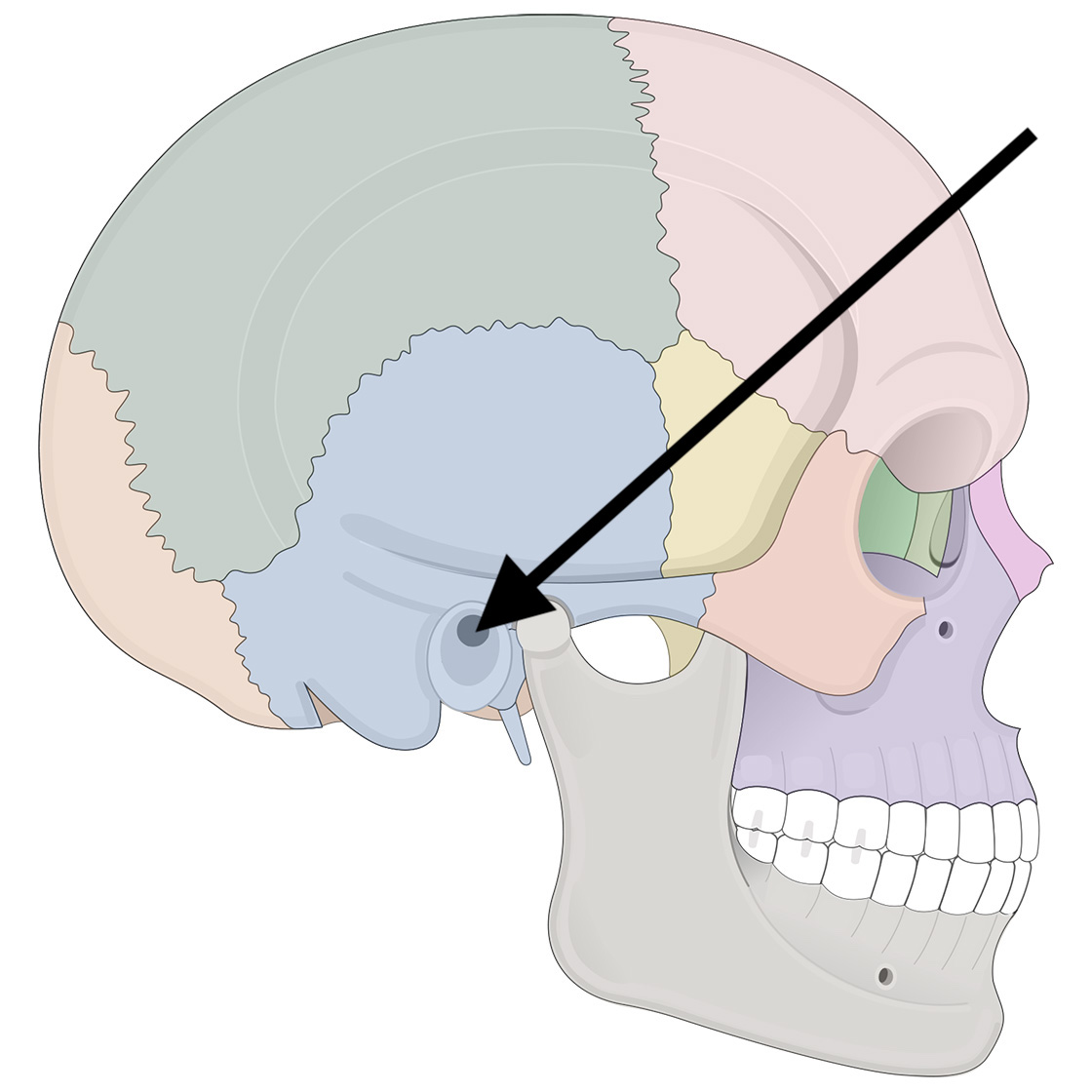 <p>Name the bone</p>