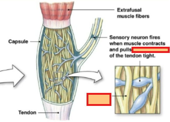 <p>What are the blue strings interwoven within the Golgi tendon organ?</p>