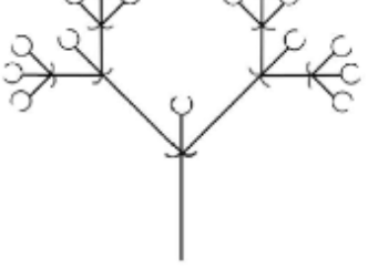 <p>Cymes inflorescence</p>