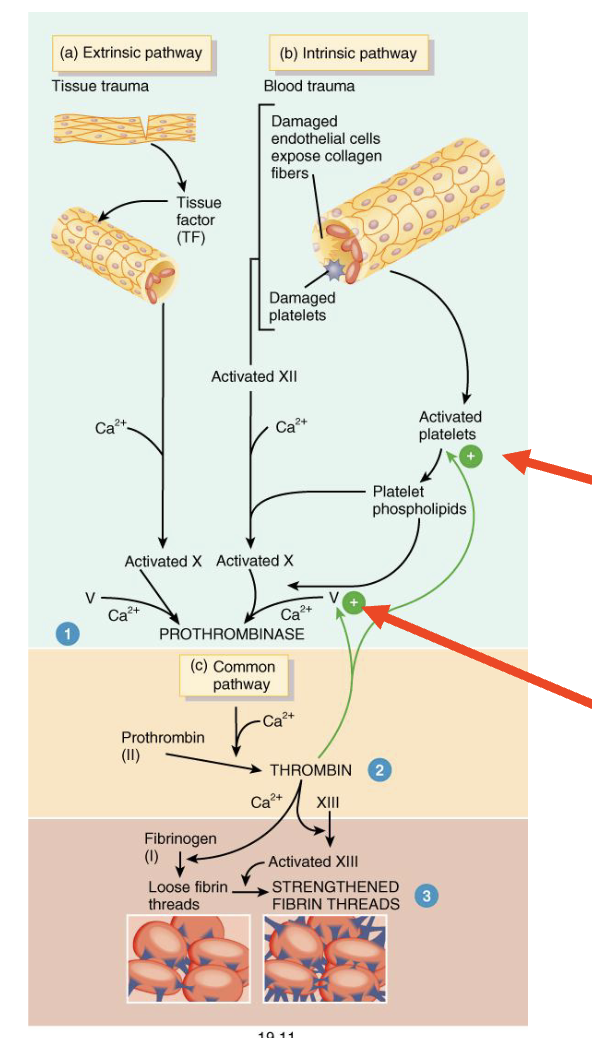 <ul><li><p><strong>Positive Feedback</strong></p></li></ul><p></p>