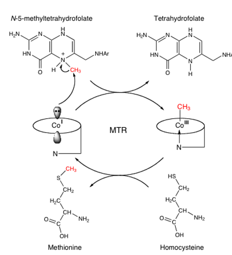 <ul><li><p>Me-H<sub>4 </sub>folate enters enzyme</p></li><li><p>MeB12 has C-Co bond broken heterolytically, making strong nucleophilic Co(I)</p></li><li><p>Cobalt attacks methyl group of Me-H<sub>4 </sub>folate, making H<sub>4</sub> folate and reforming MeB12 </p></li><li><p>another substrate, homocysteine, attacks MeB12, taking the methyl group and becoming methionine</p></li></ul><p>remember, heterolytic fission=uneven bond breaking=no radical</p>