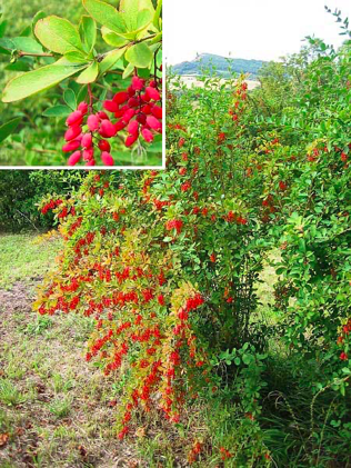 <p><span><strong>Plody – červené protáhlé bobule</strong></span></p>