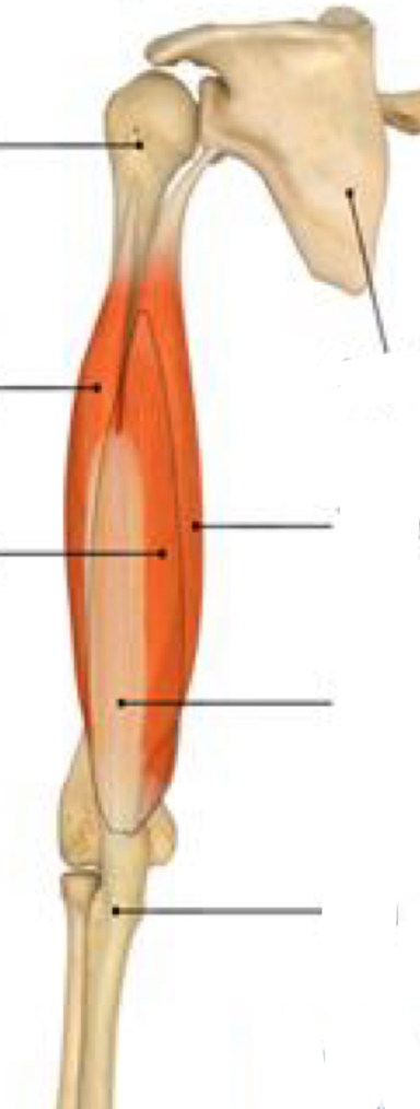 <p>What are the muscle actions of the triceps brachii?</p>