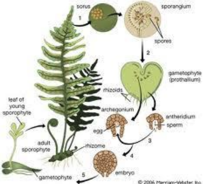 <p style="text-align: justify;"></p><p style="text-align: justify;">Sobre las hojas de los helechos encontramos esporas (soros), que desarrollan <strong>esporangios</strong> por meiosis, y estos a su vez generan los <strong>gametofitos</strong>. Sobre los gametofitos se desarrollan <strong>gametangios masculinos (anteridios)</strong> y <strong>femeninos </strong>(<strong>arquegoños</strong>).</p><p style="text-align: justify;">Se produce una <strong>fecundación</strong>, que genera un <strong>embrión </strong>que en un principio se va a desarrollar en el pie del gametofito (<strong>matrotrófico</strong>) hasta crecer y volver a ser un <strong>esporofito adulto diploide</strong>.</p>