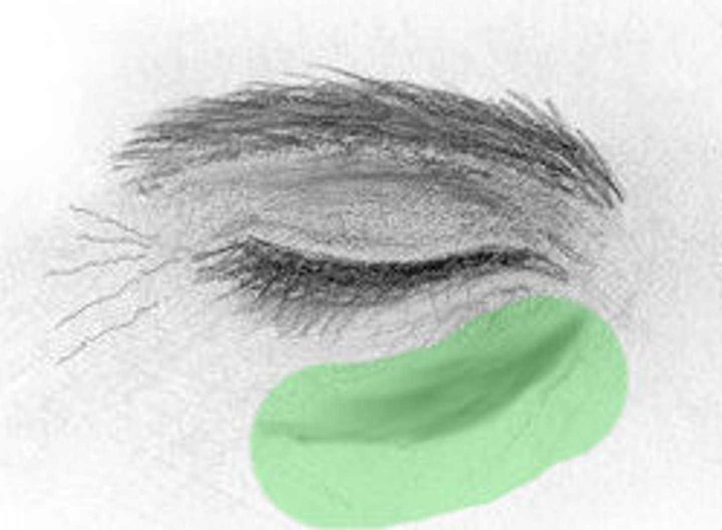 <p>shallow curving groove under inner cantus of eye</p><p>may be very short or may extend over the margins of eye socket and terminate under middle eye</p>