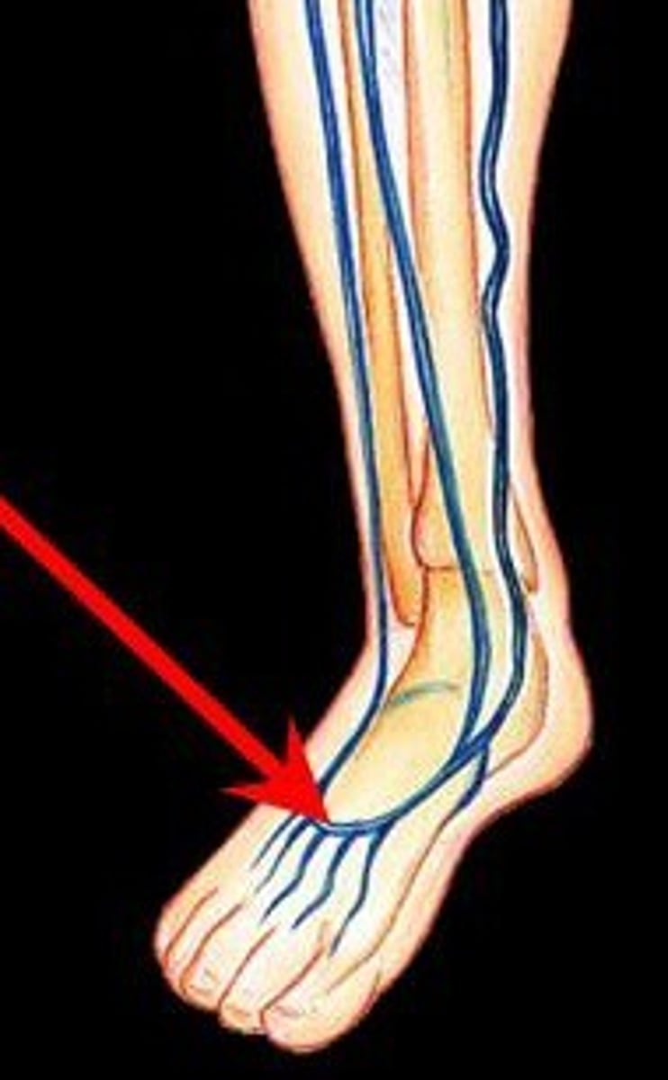<p>drains blood from digital veins and vessels on the superior surface of the foot</p>