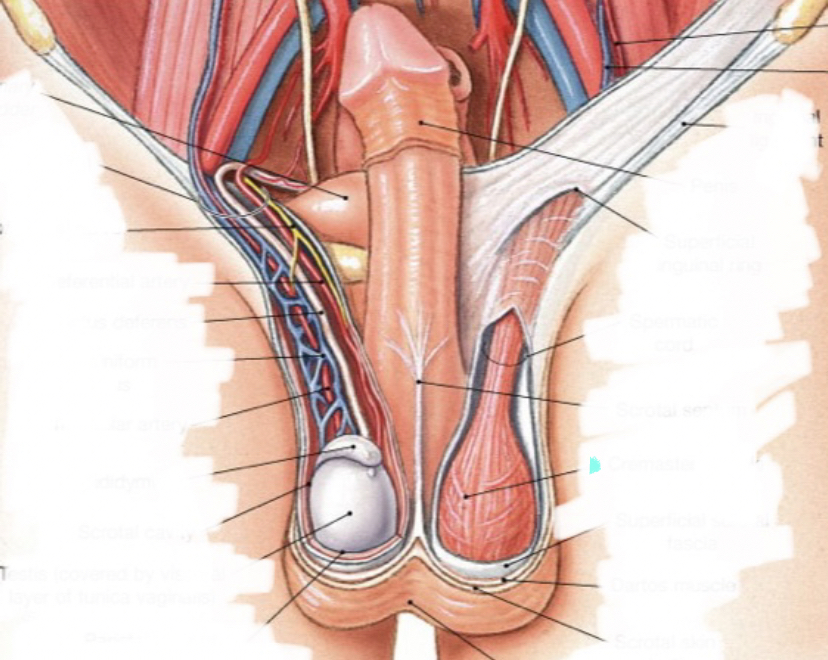 Any red artery or blue vein here 