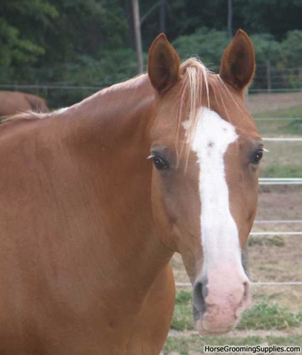 <p>wide and long white marking from above the eyes down to the nose</p>