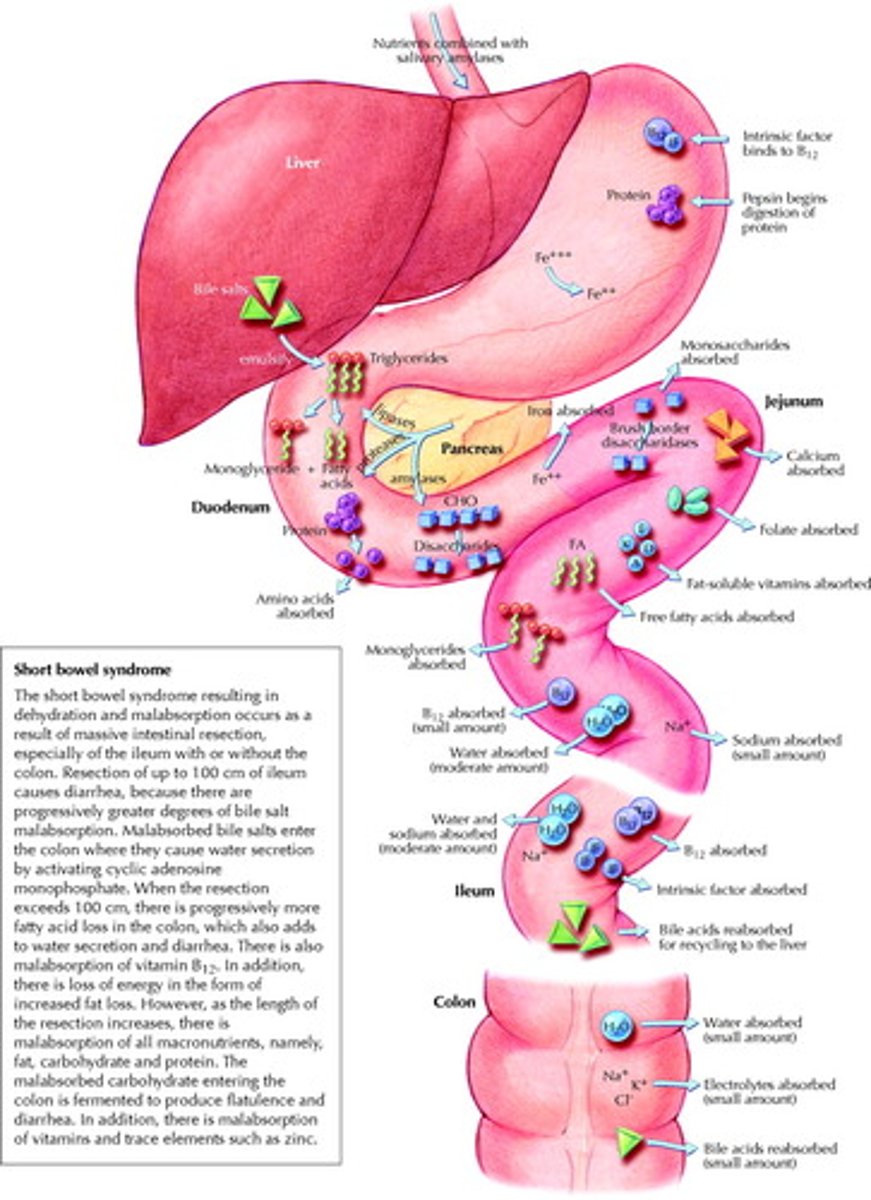 <p>uptake of a substance by a tissue (like the uptake of nutrients by the small intestine)</p>