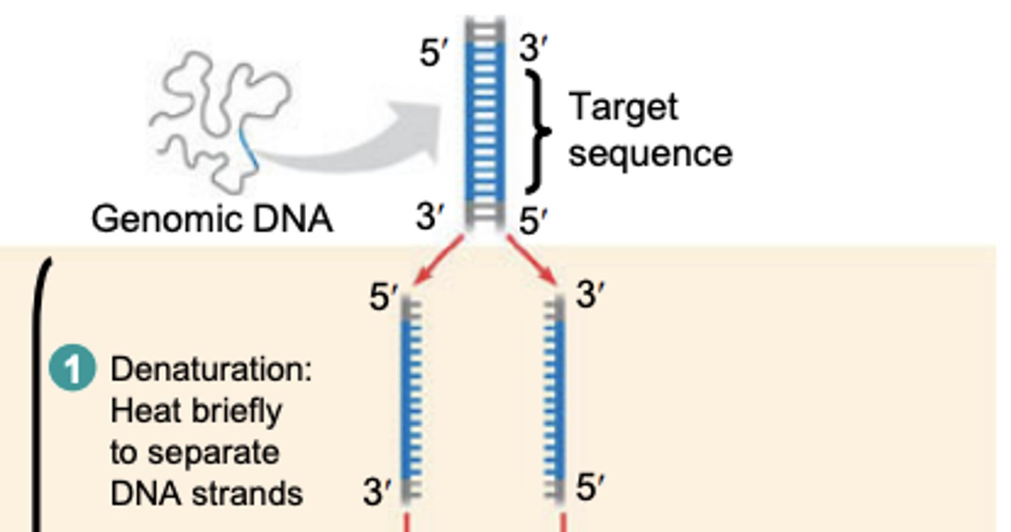 <p>Heat (95C) briefly to separate DNA strands</p>